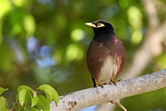 Common Myna